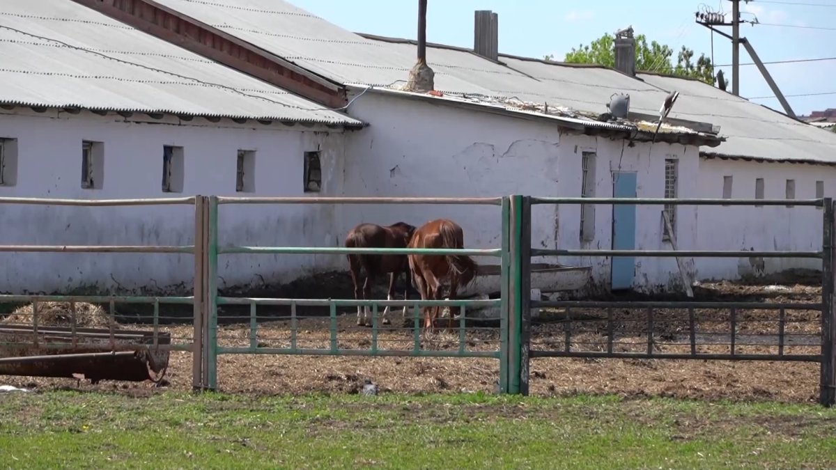 Поголовье костанайской породы лошадей резко сократилось в Казахстане