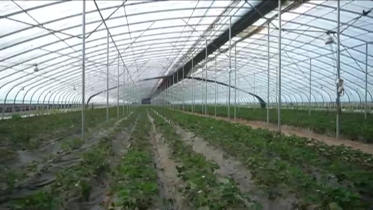 Потребность страны в огурцах готовы покрыть аграрии Туркестанской области