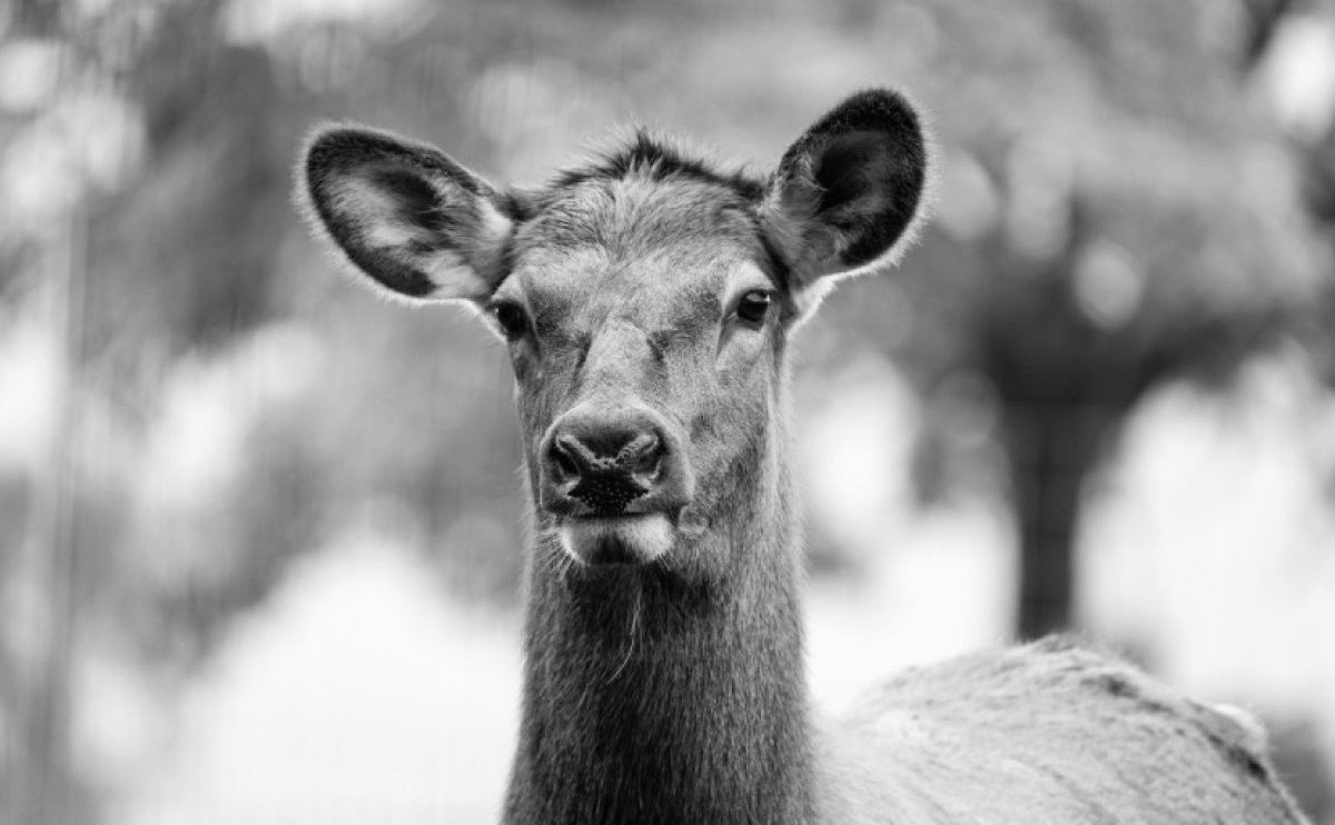 Лось скончался в результате ДТП в области Абай