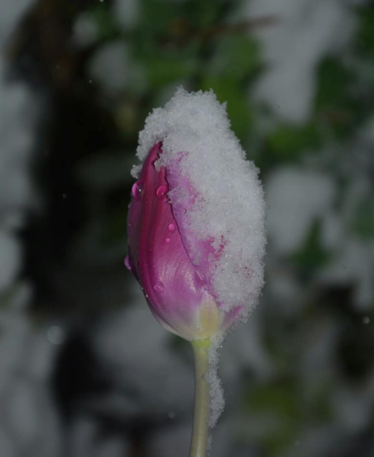 Қазығұртта қар жауды