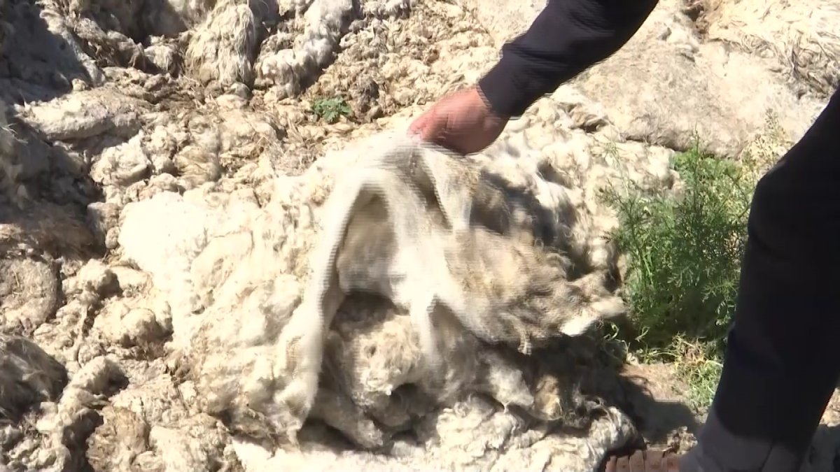 Ақтөбеде тонналаған қой жүні мен терісі далада рәсуа болып жатыр