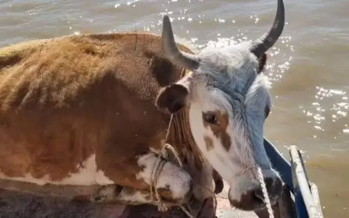 Тасқыннан қырылған малдың 98 пайызына өтемақы төленді — вице-министр