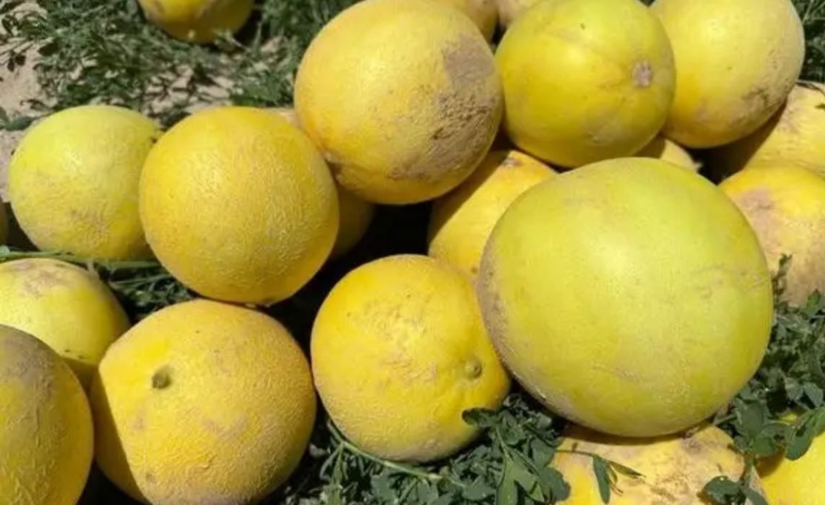 Жетісайда қауын пісті