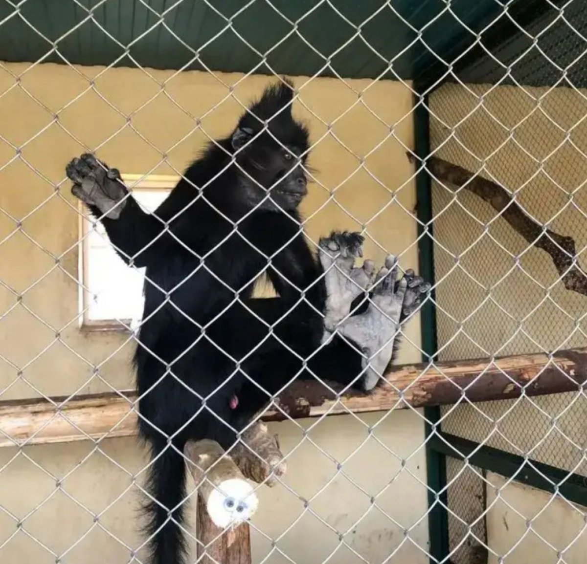 Хайуанаттар бағында жануарлардың өлекселері табылды