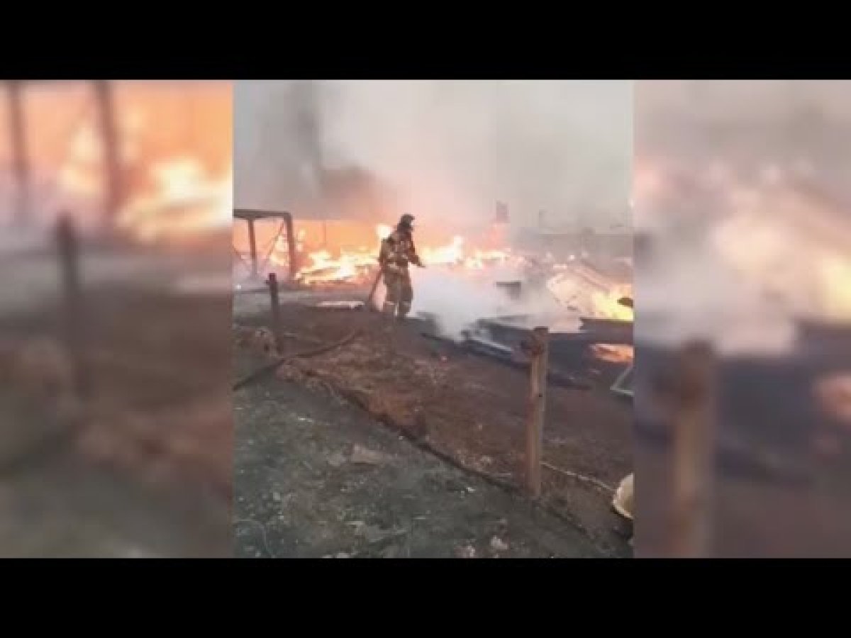 Орман өрті: Ресейде 2 адам қаза тапты