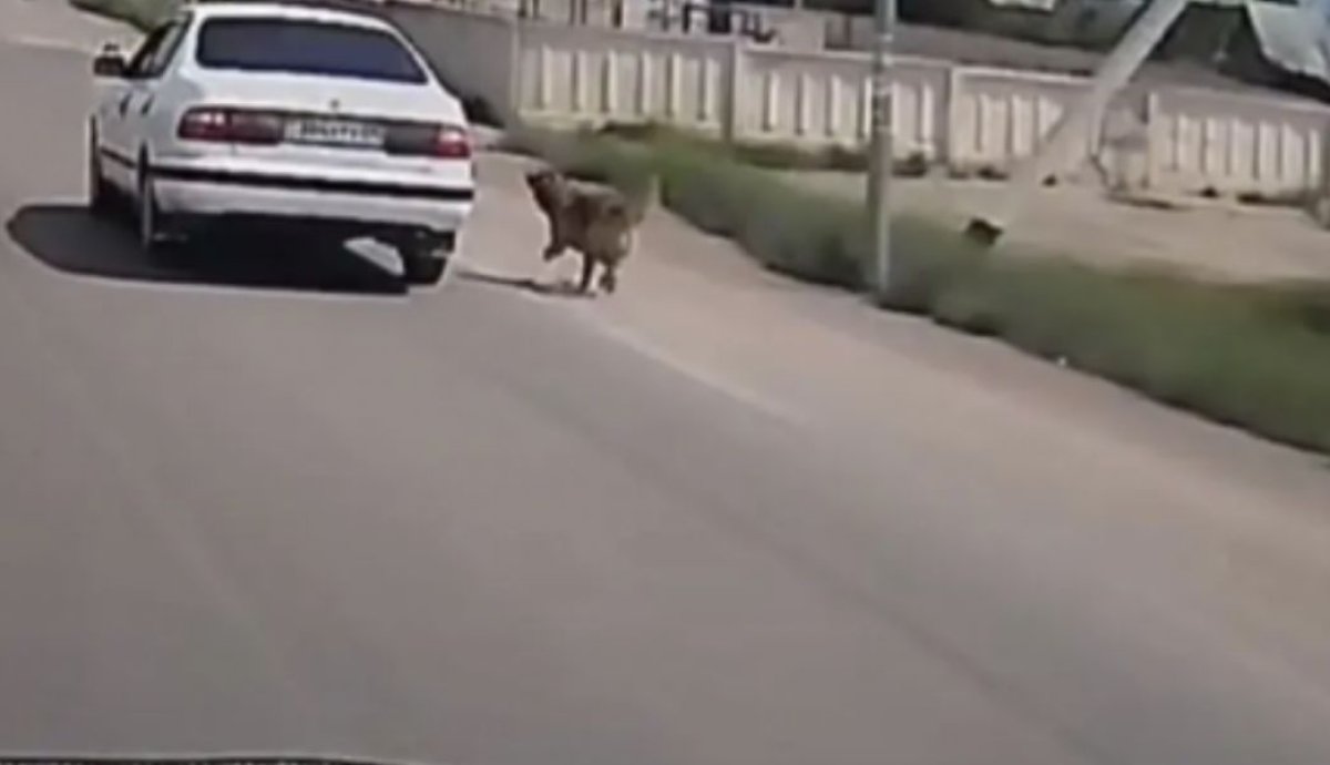 Қонаевта итті көлікке байлап, жол бойымен сүйреген