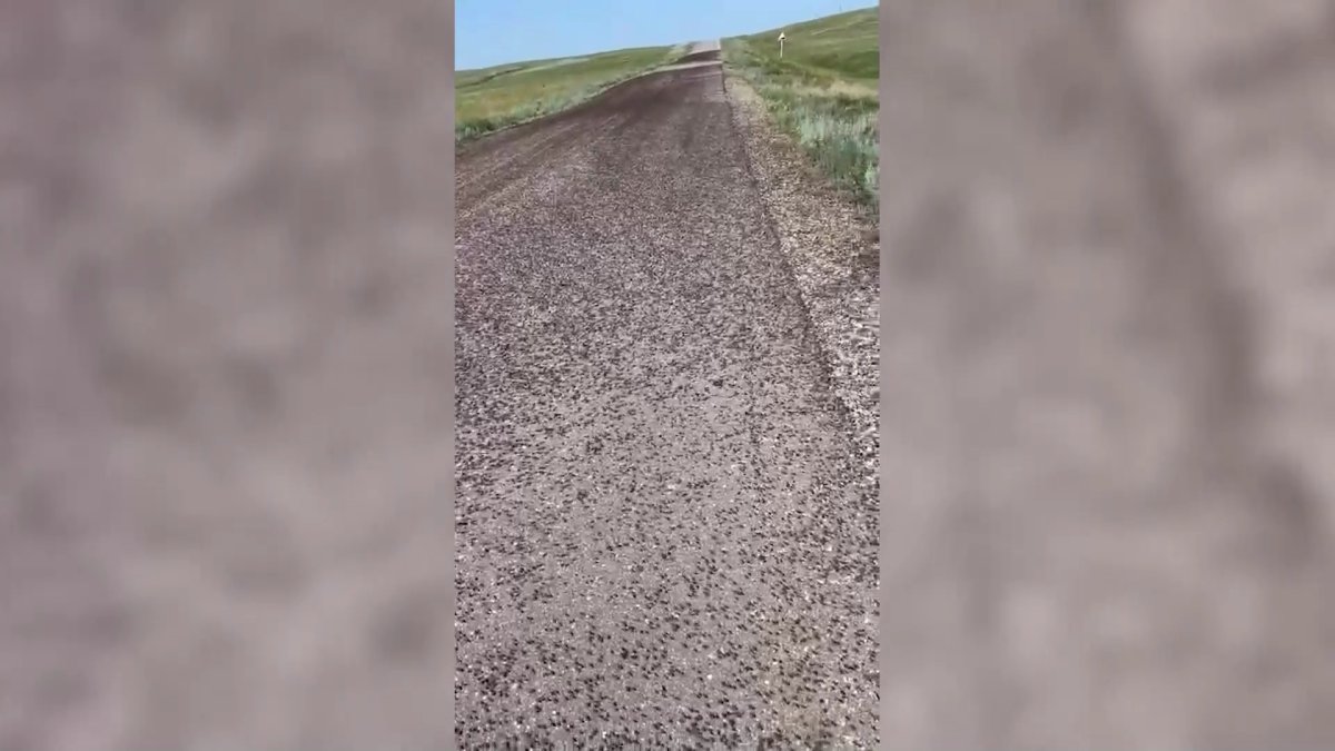 Қостанай облысында қара шегіртке қаптады