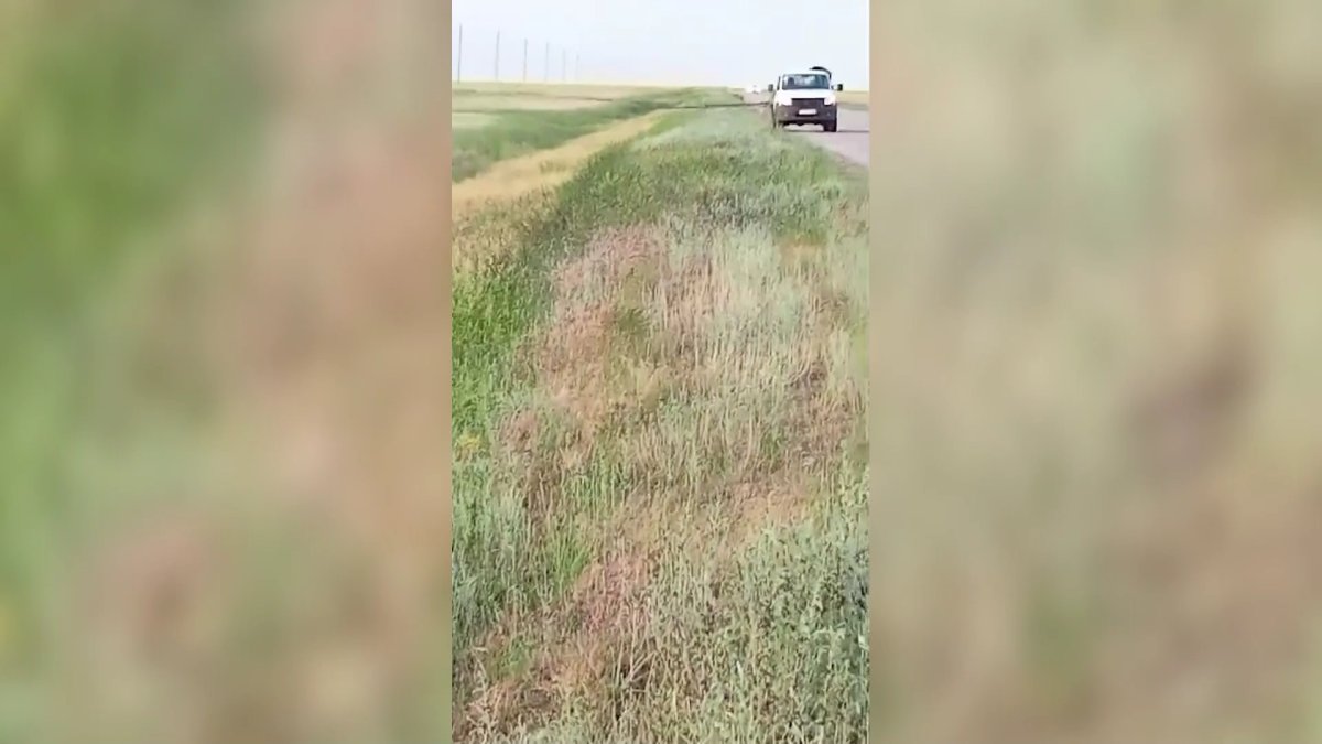 Саранча уничтожает посевы в южных районах Костанайской области