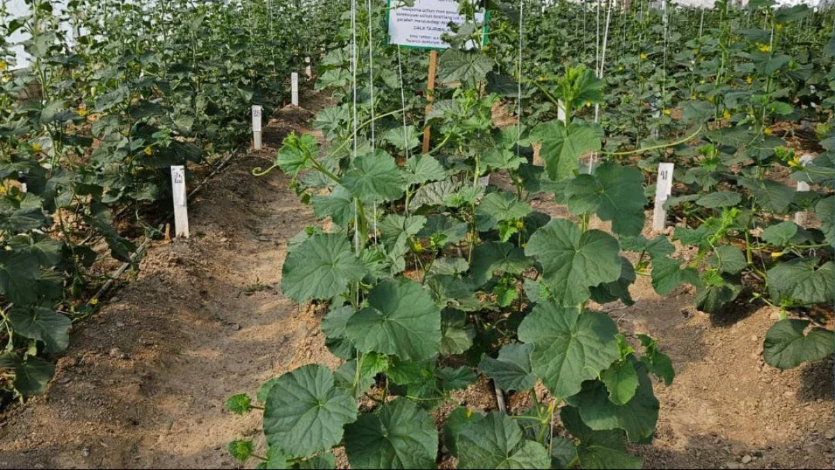 Ғалымдар қауынның жаңа сорттарын шығарады