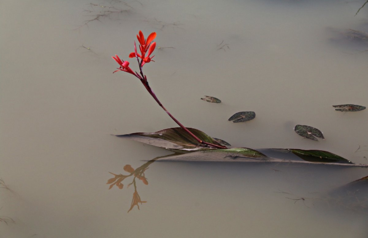 Кишечных паразитов нашли в озере Центрального парка Караганды