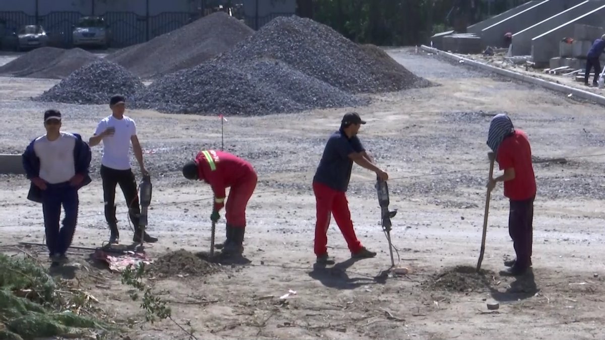 Ақтөбеде қаланың қақ ортасында бір түнде қылқан жапырақты теректерді түбірімен шауып тастаған
