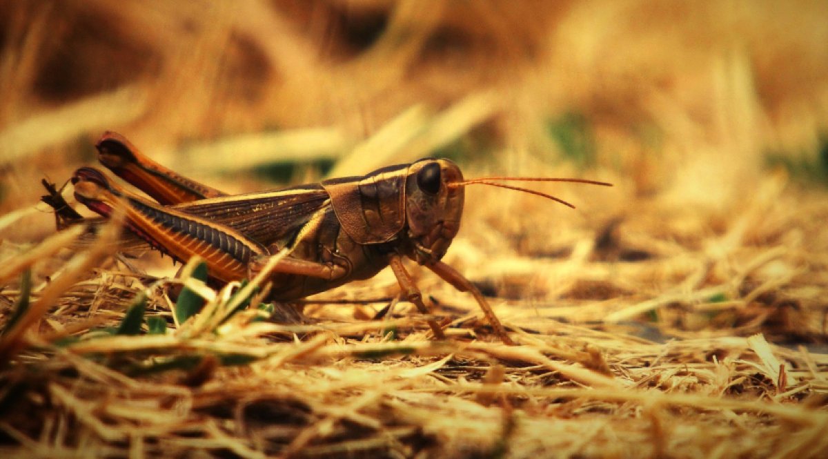 Атака саранчи: Минсельхоз обратился к казахстанцам