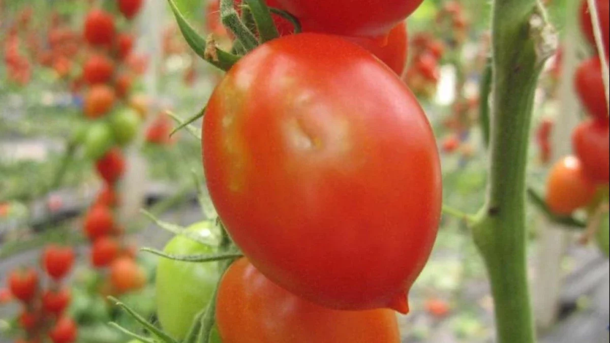 Ресейден әкелінген жарты тонна қызанақтан қауіпті вирус табылды