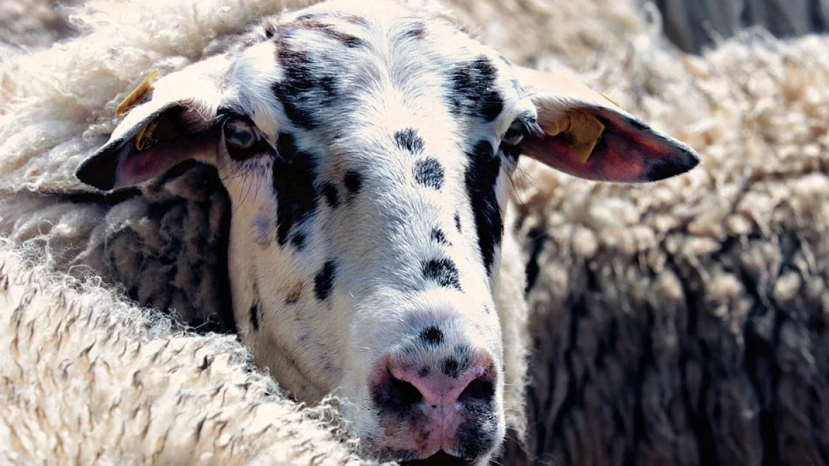 СҚО-да бір табын қой көлік астына түсті