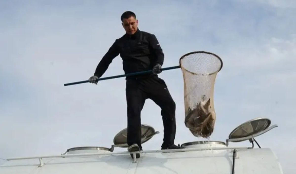 Қара Ертіске бекіре оралды