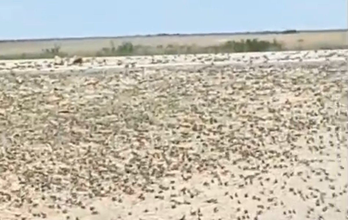 «Кормить скот будет нечем», - фермеры Актюбинской области бьют тревогу из-за нашествия саранчи
