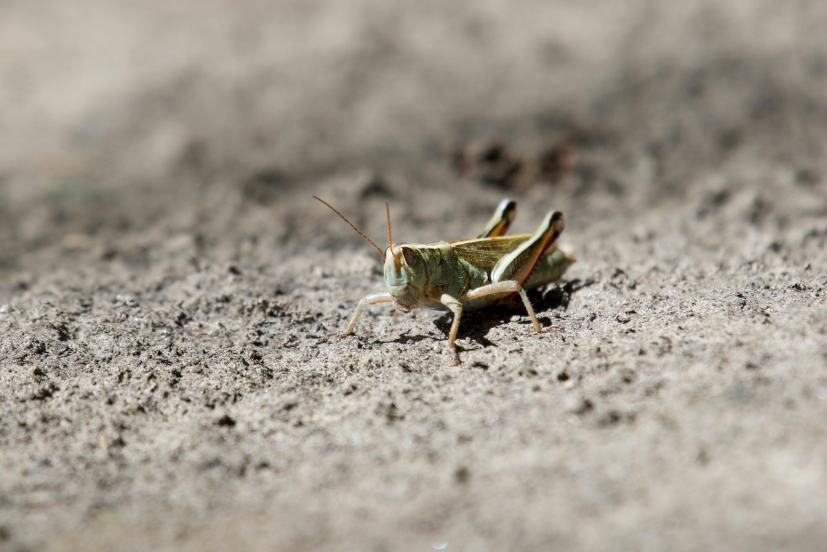 Какие регионы обрабатывают от саранчи, рассказали в Минсельхозе