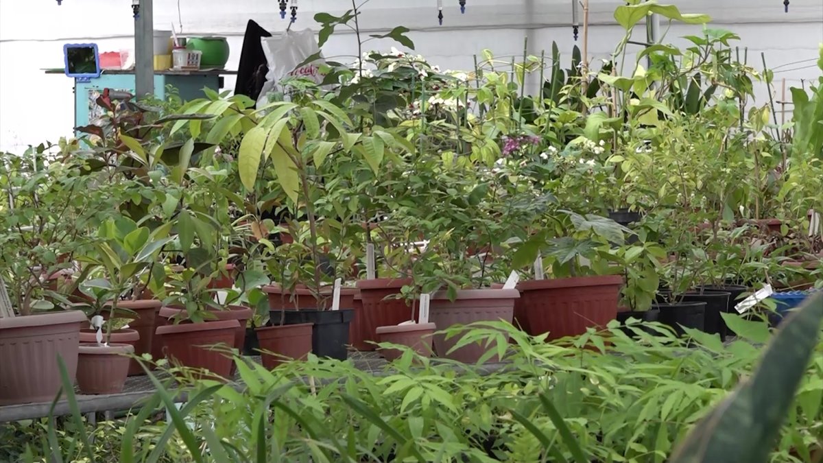 Алматыдағы ботаникалық бақта 100 түрлі өсімдік үсіп кетті