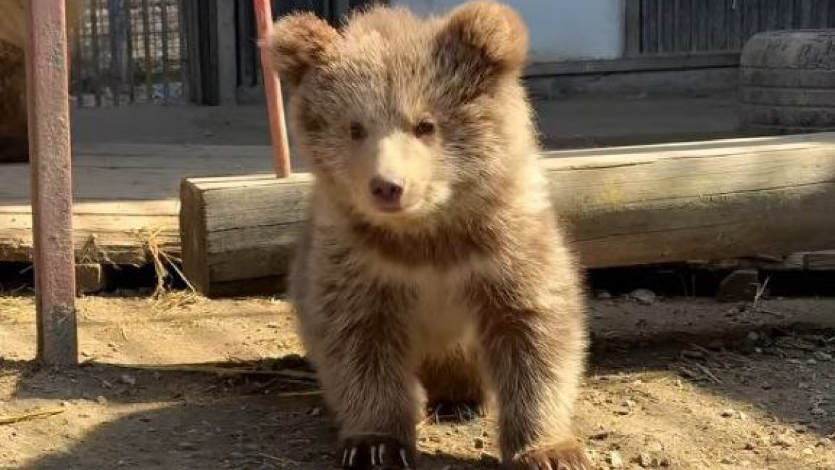 Алматы зообағында биыл 70 жануар дүниеге келген