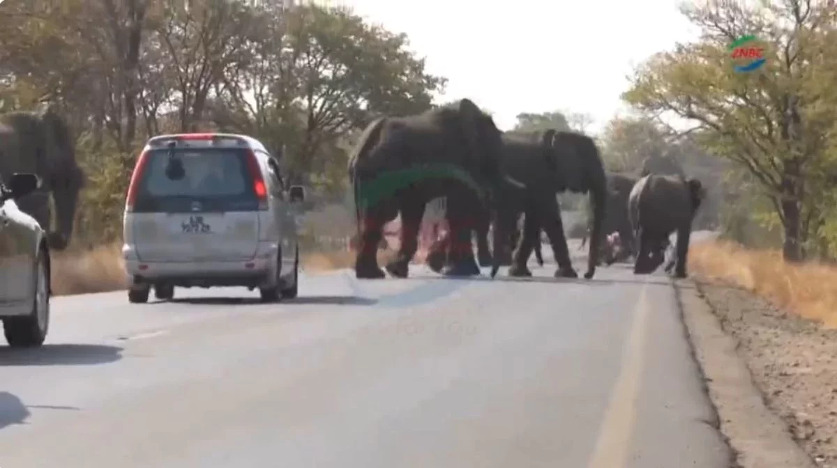 Піл туристі көліктен шығарып, кейін таптап өлтірген