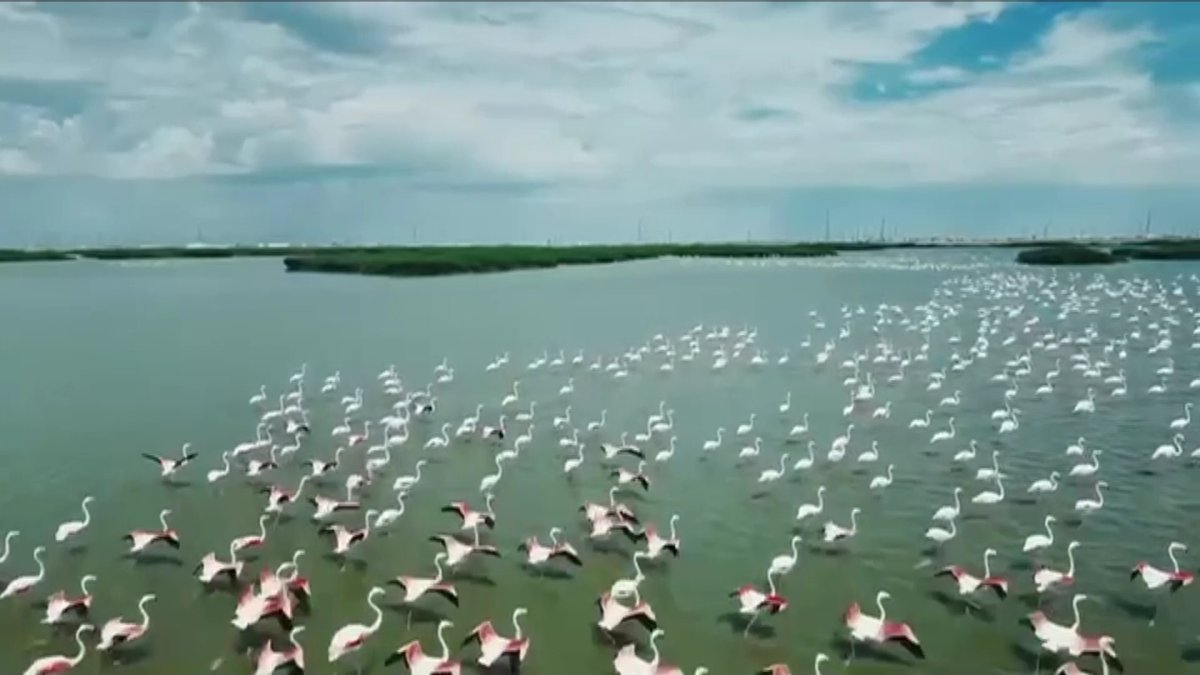 Атырауға  қоқиқаз ұшып келді