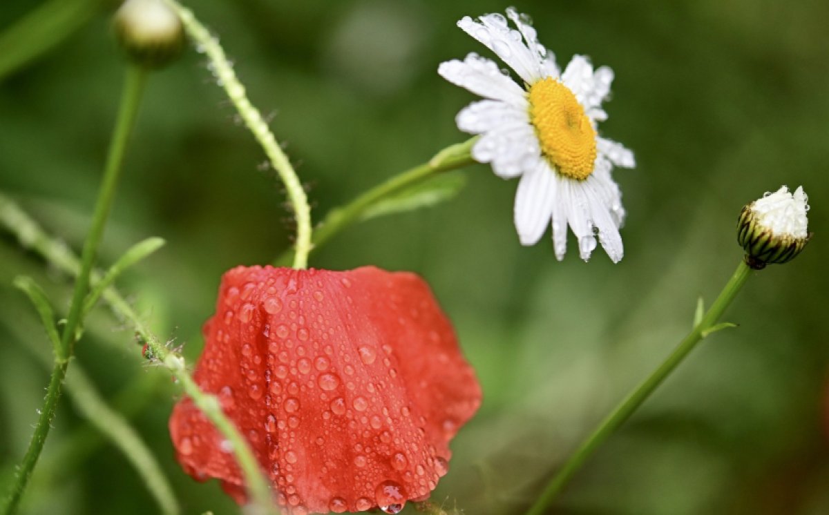 Кратковременные дожди и жару до +36 обещают синоптики в мегаполисах страны 25 июня