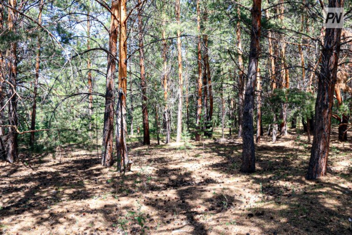 Павлодарлық орманшылар резерватқа кіруге шектеу қойды