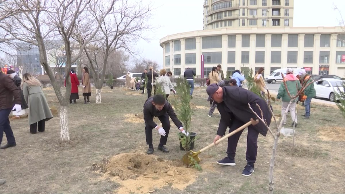 Высаженные 3 месяца назад деревья погибли в Актау