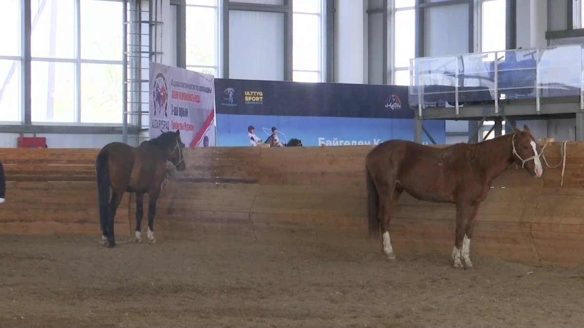 Ақтөбедегі ат спорты мектебіне асыл тұқымды жылқы орнына, мініс аттарын сатып алған кәсіпкер жауапқа тартылды