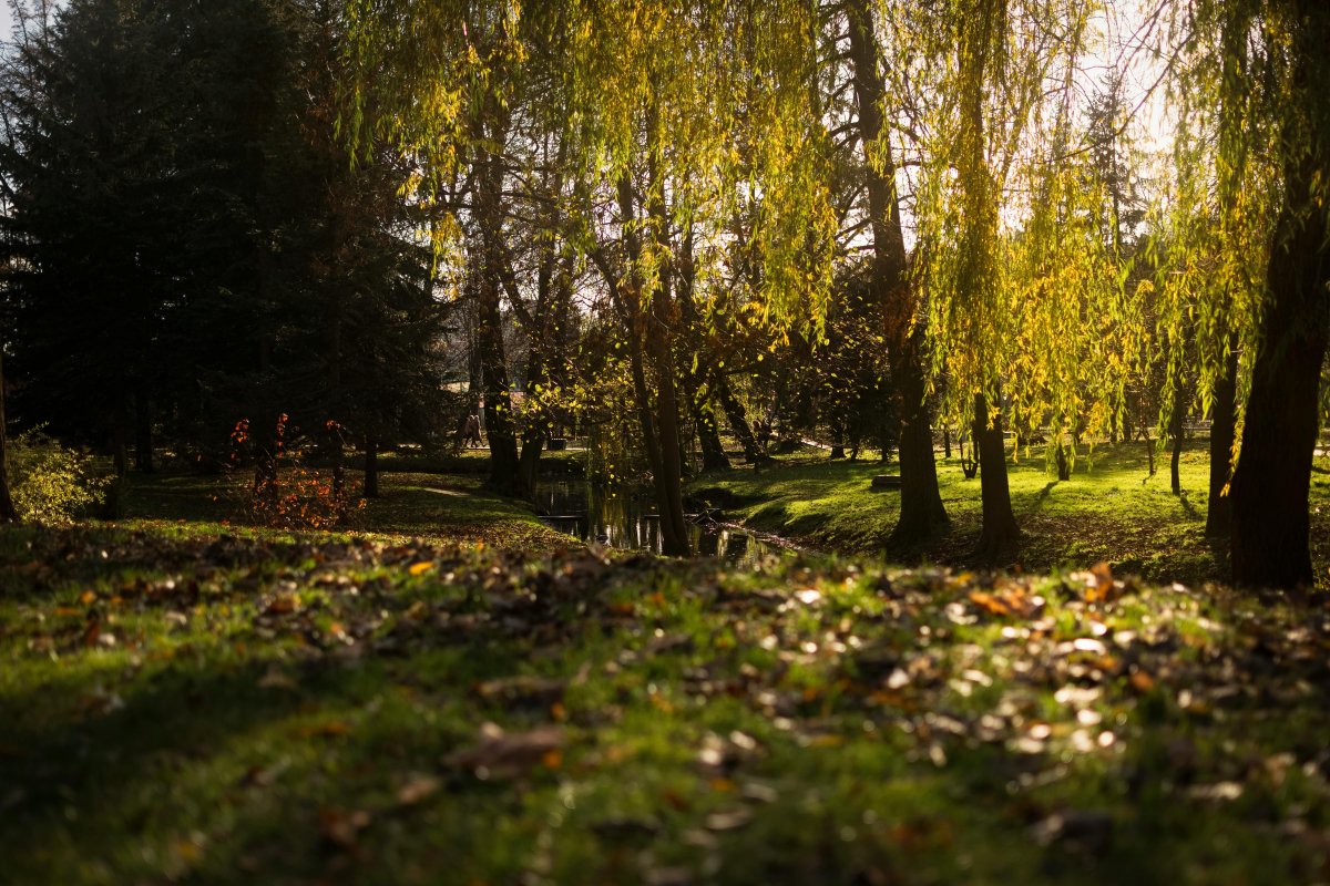 Виновного в падении деревьев в Алматы нашли прокуроры