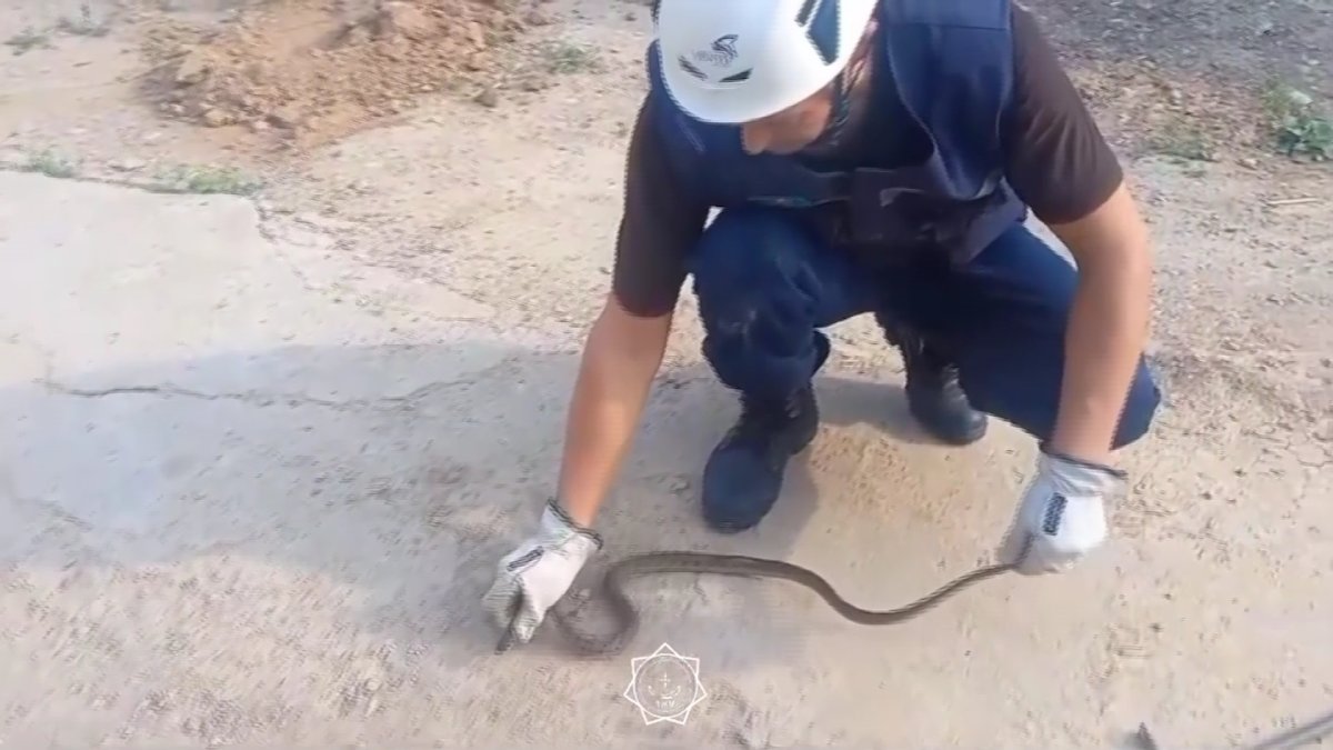 Шымкентте жаз шыққалы жылан көбейіп кеткен