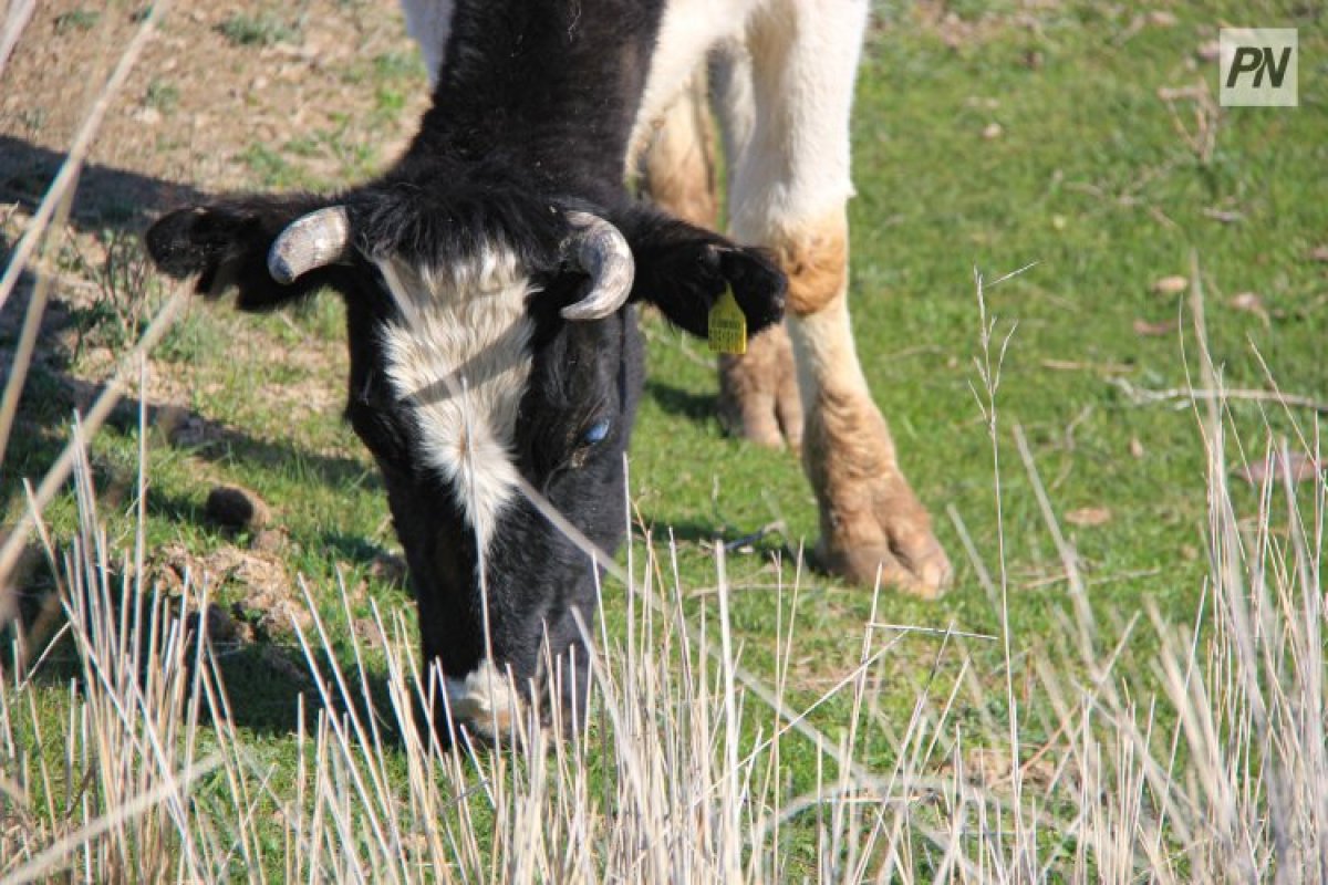 Павлодар облысында мал қорымдары жетіспейді