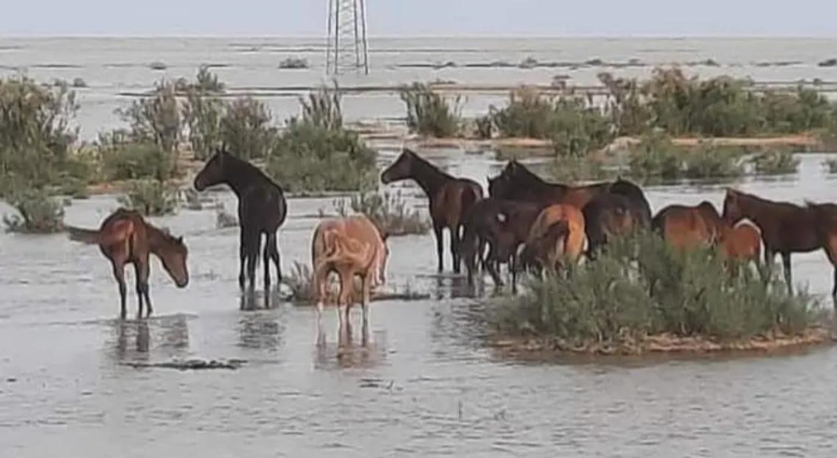 Атыраулық құтқарушылар тасқын судың ортасынан 270 жылқыны қауіпсіз жерге шығарды