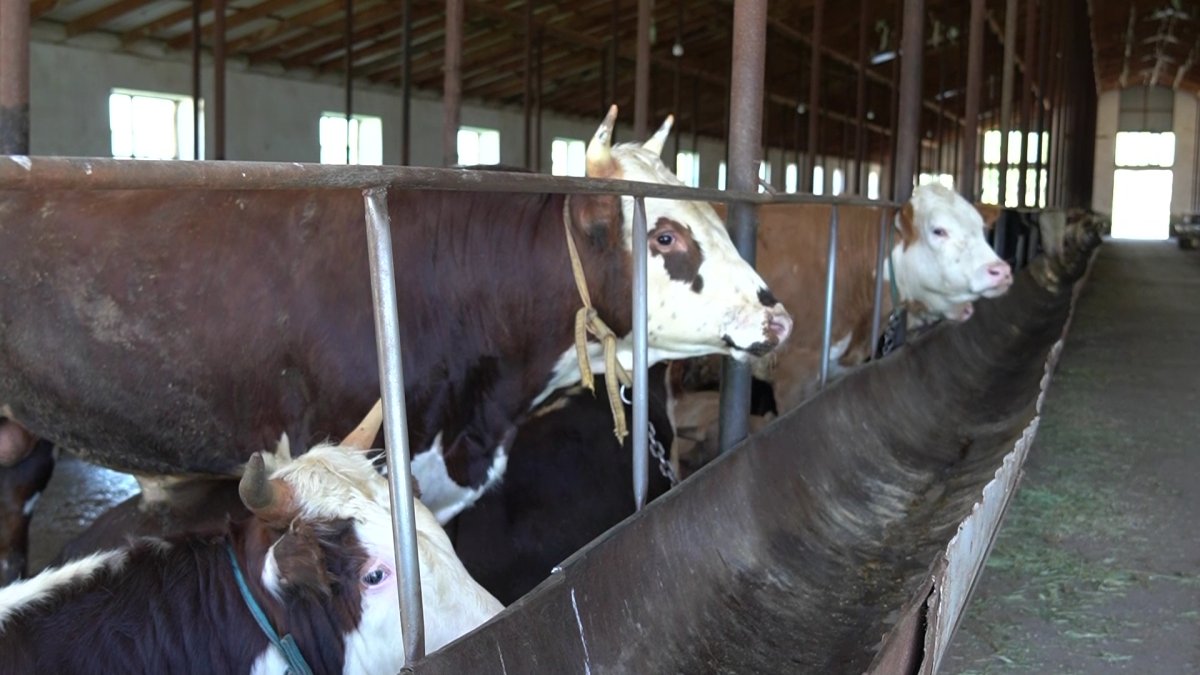 Шымкенттегі сүт өндірумен айналыстын шаруалар мемлекеттен берілетін субсидияға қолы жетпей жүр