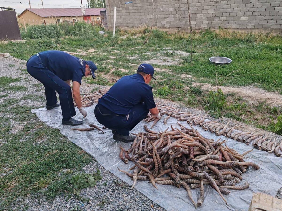Рога сайги на 1,2 млрд тенге хранил на чердаке житель области Жетысу