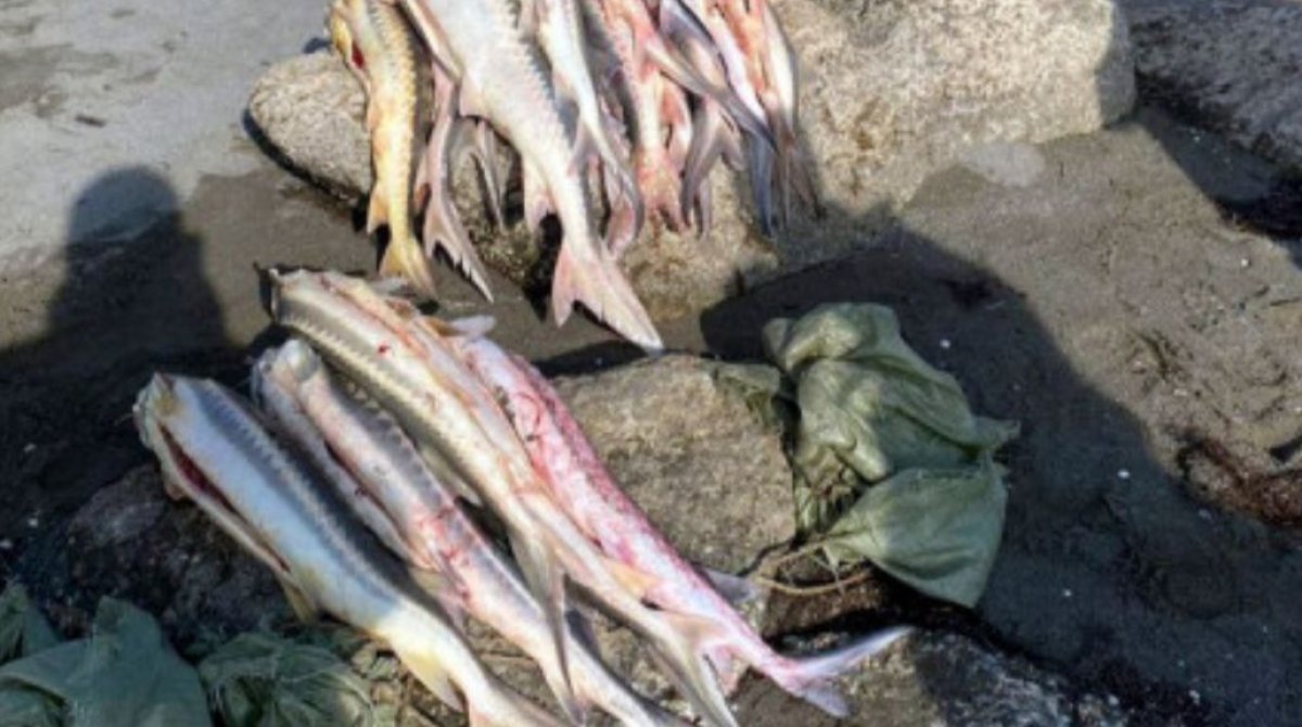 ҰҚК 2,3 млрд теңгенің балығын ұрлағандарды ұстады