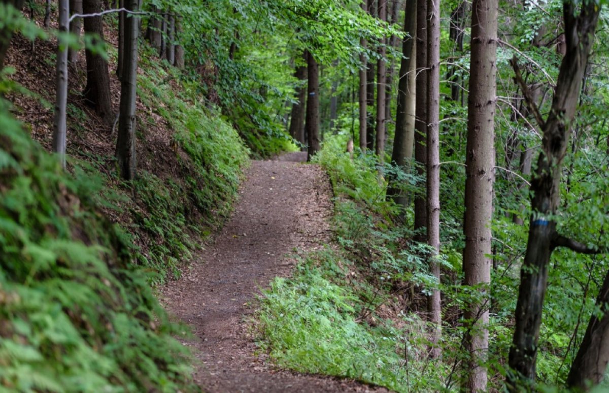 Лесники страны начнут получать повышенную зарплату с 1 июля