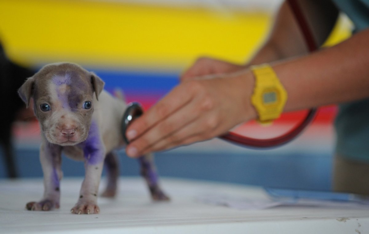 День ветеринара впервые отмечают в Казахстане