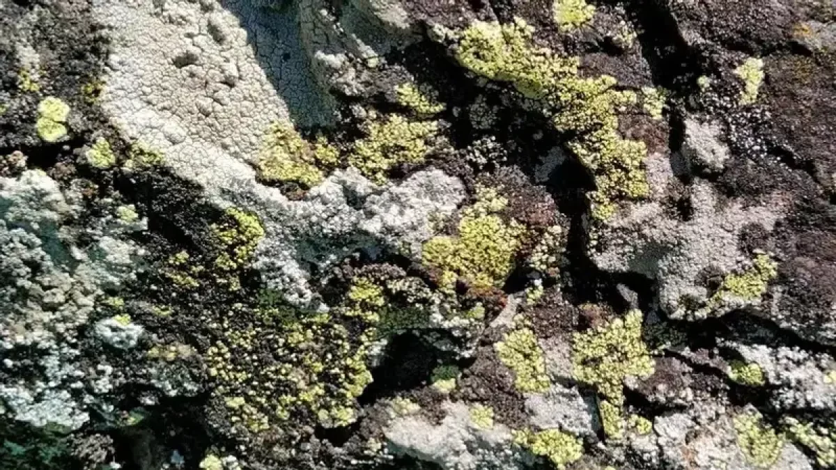 Қазақстанда қынаның жаңа түрі табылды