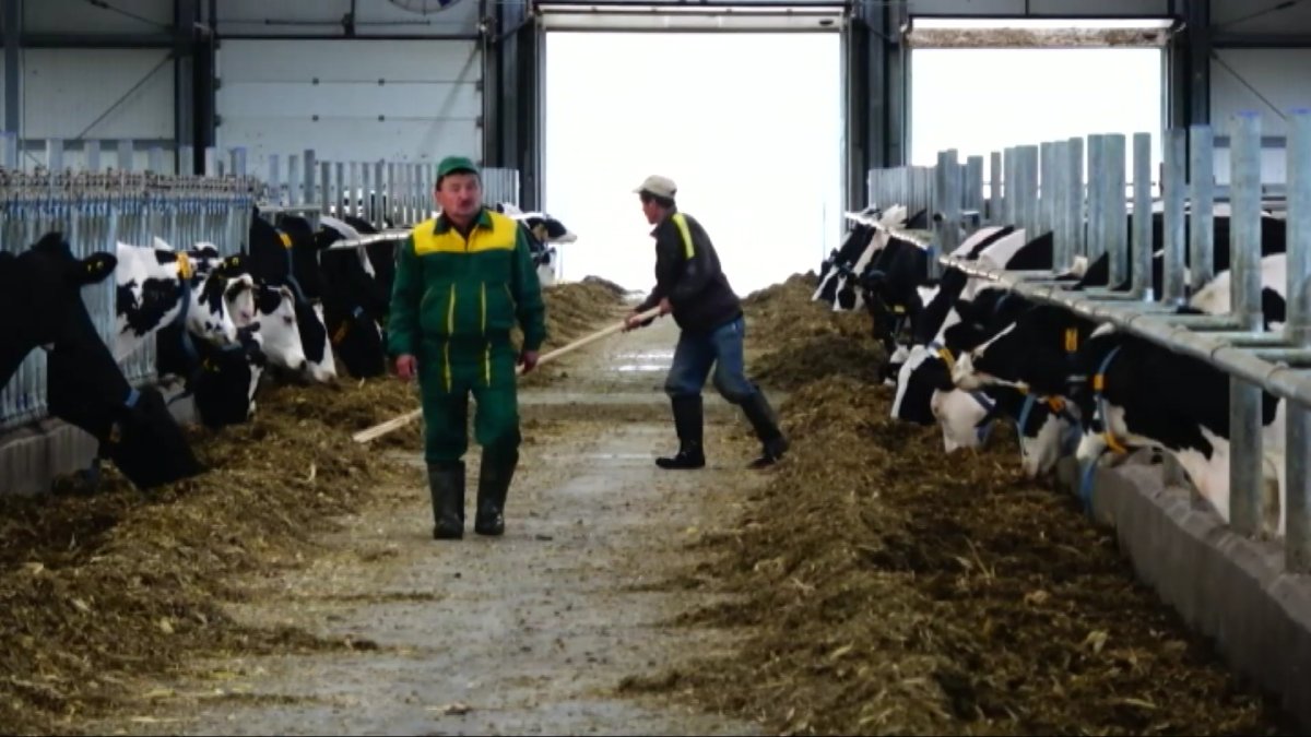 Биыл алғаш рет  елімізде ветеринария қызметкерлерінің күні аталып өтілуде