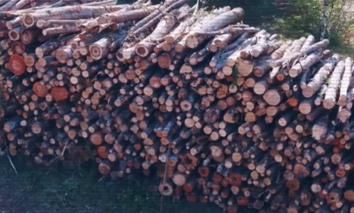 Задержан директор филиала «Семей орманы»