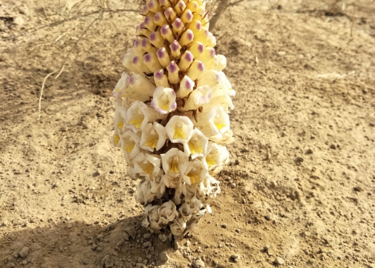 Саксаул на 24 млн тенге посадили на бумаге в Туркестанской области