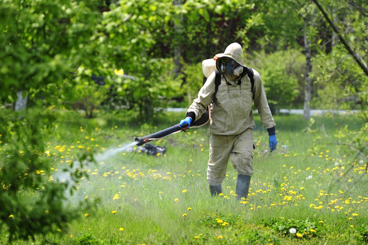 Астанада масамен күрес күзге дейін жалғасады