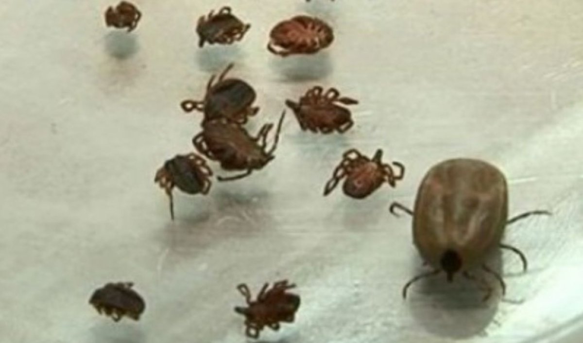 Шымкентте ер адам кене шаққаннан кейін қайтыс болды