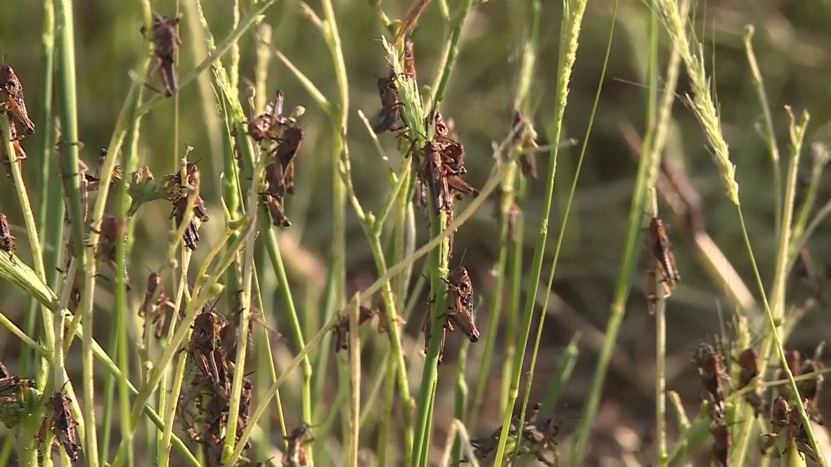 Елімізде 2,5 млн гектарға үйірлі шегірткенің таралуы болжануда