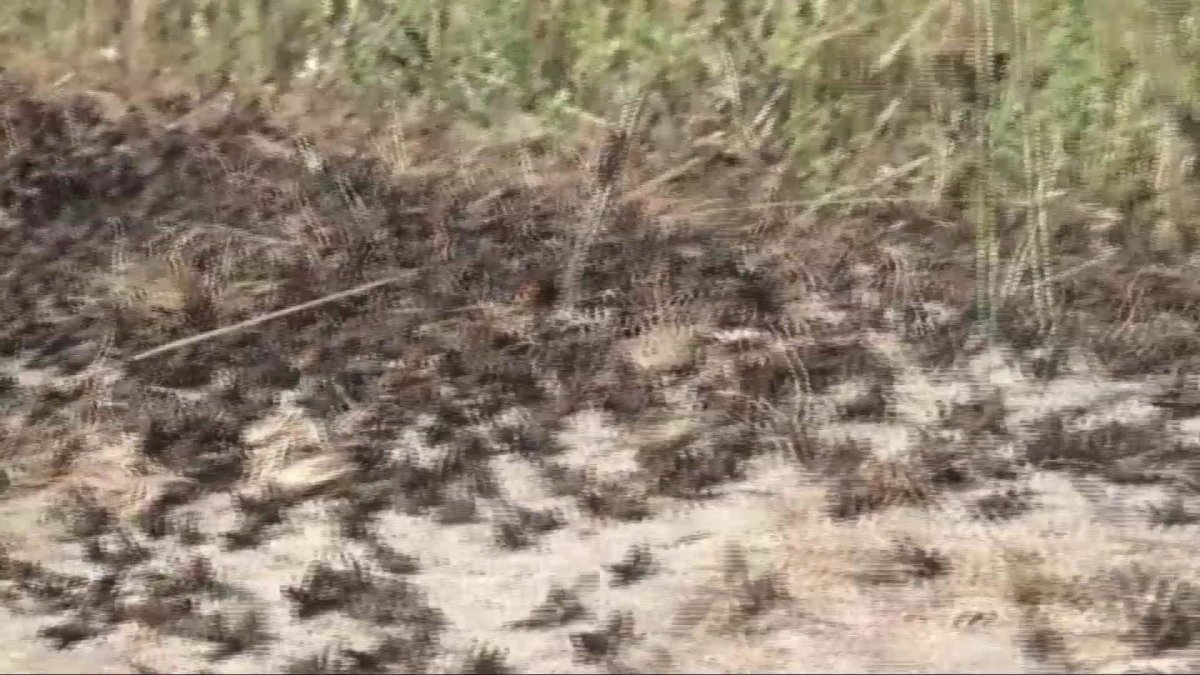 Саранча в этом году охватит 2,5 млн гектаров, - МСХ РК