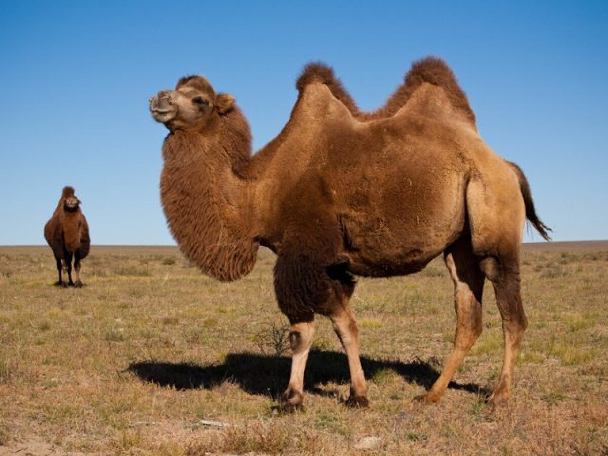 Атырау облысында қарақұрт шаққан 485 түйенің тоқсаны өлген