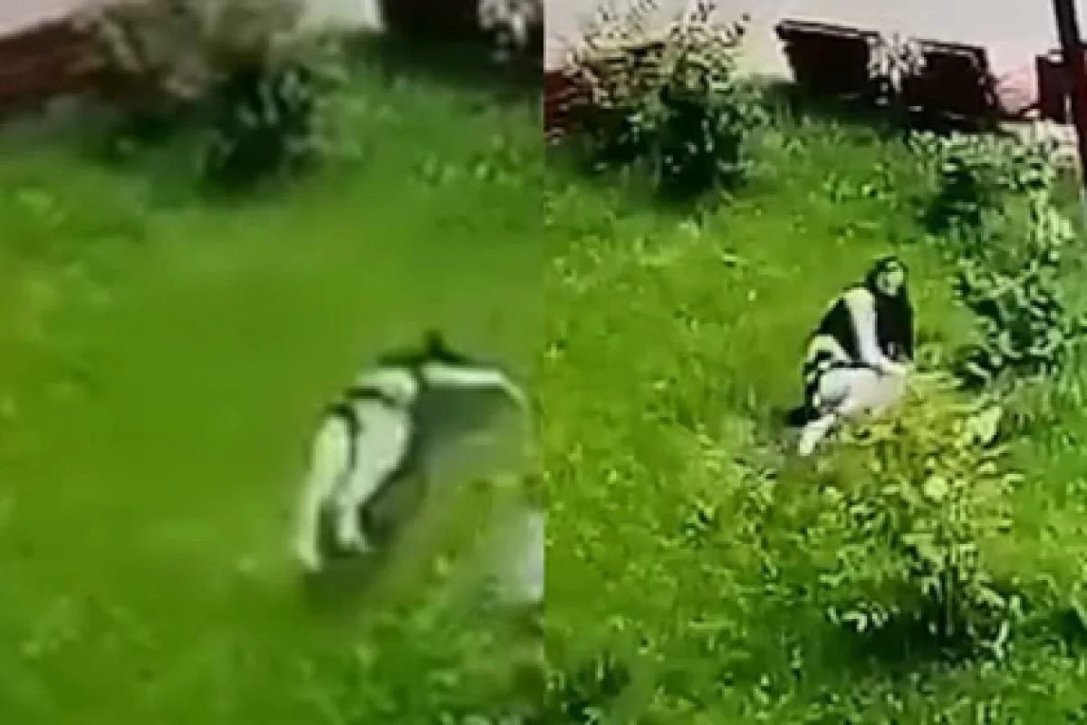 Девушка выпала с 13 этажа и осталась жива (ВИДЕО)