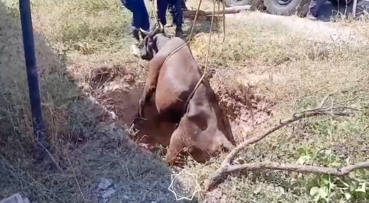 Упавшую в яму корову пришлось доставать спасателям в Шымкенте