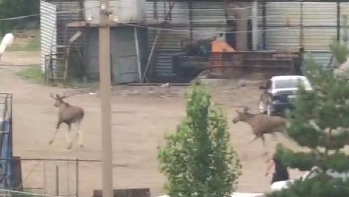 Из-за двух лосей в Рудном перекрыли дороги